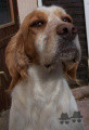Setter Anglais VIA DU CLOT DE LUTUSSOU Setter Anglais VIA DU CLOT DE LUTUSSOU